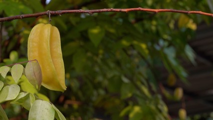 Star fruit, or Carambola hanging on a tree in the garden.