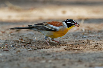 Golden-breasted Bunting - Emberiza flaviventris passerine yellow black white bird in the bunting family Emberizidae, dry open woodlands and moist savanna in Africa south of the Sahara