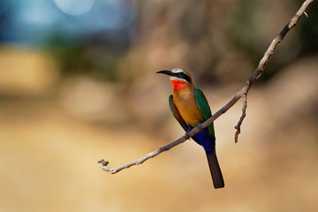 White-fronted Bee-eater - Merops bullockoides  green and orange and red bird widely distributed in sub-equatorial Africa, nest in small colonies, digging holes in cliffs or earthen banks