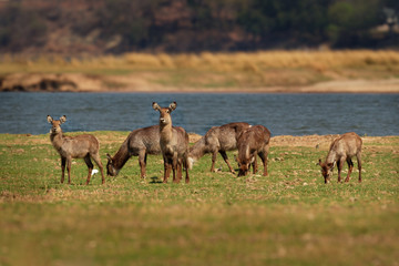 Naklejka na ściany i meble Waterbuck - Kobus ellipsiprymnus large antelope found widely in sub-Saharan Africa. It is placed in the family Bovidae. Herd of waterbucks on the coast of Zambezi river