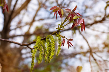 The branch of the walnut blossomed in spring with green long flowers © Мар'ян Філь