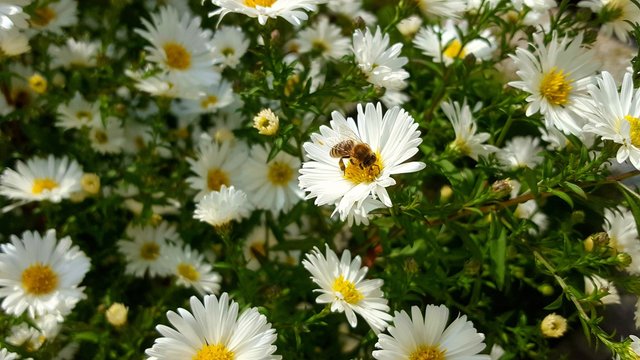 field of daisies with bee