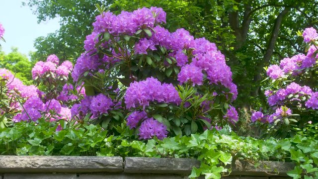 Big bush full of purple flower blossoms.