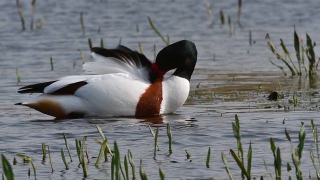 Common shelduck (Tadorna tadorna) male preening feathers in pond
