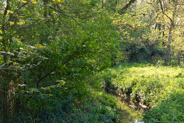 Obraz premium small canal in the park