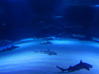 shark in an aquarium