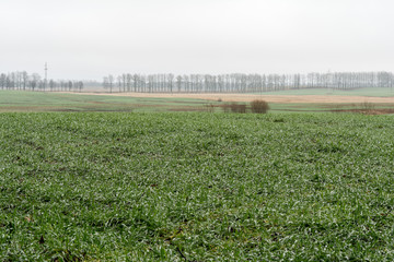 Spring agricultural landscape with winter crops