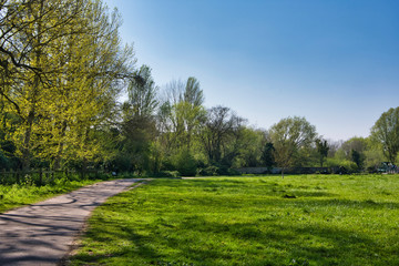trees in the the park with fresh leaves