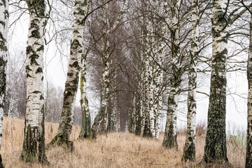 birch alley and dry grass in late autumn, nature abstract background