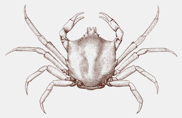 Northern kelp crab, pugettia producta from the Pacific coast of North America in top view