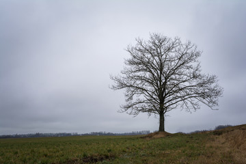 lonely oak without foliage in a field against a cloudy sky, nature abstract background