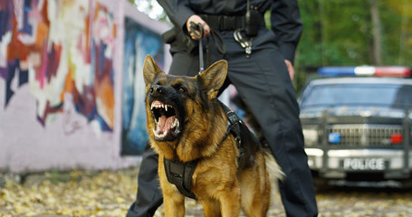 Police Caucasian Shepherd dog barking while policeman holding him on leash at the crime scene. Criminal district concept. Outdoor.