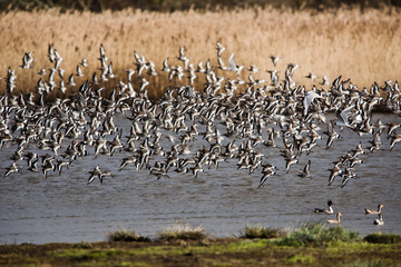 Bar-tailed Godwits in fly. Their Latin name are Limosa lapponica.