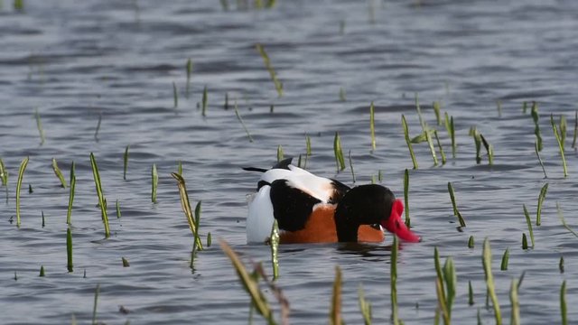 Common shelduck (Tadorna tadorna) male and female feeding upend in pond