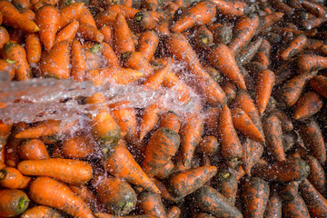 Un-washed and dirty carrot washing on throw pipe water. Food background. Near Savar District at...