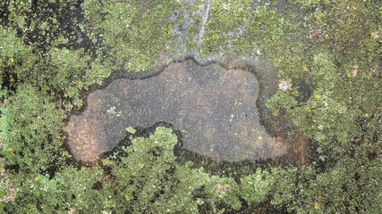 texture of green moss on a black metal surface, close-up abstraction background