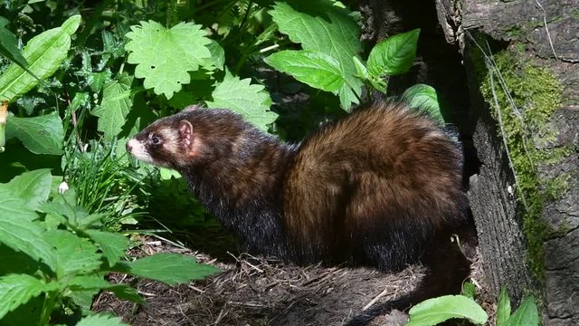 Alert European polecat (Mustela putorius) looking around in forest