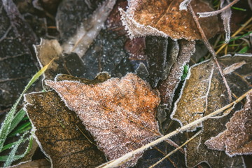 ice crystals on fallen leaves. winter background.