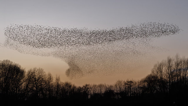 The Murmurations of Starlings in evening light