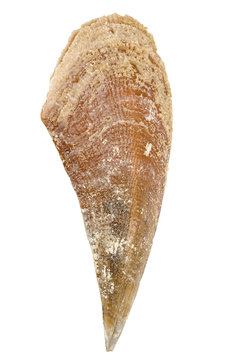 One Mediterranean large seashell (Pinna nobilis) isolated on white background.