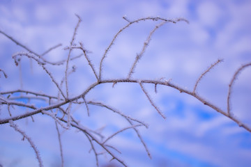 frozen crystals of ice on the grass.