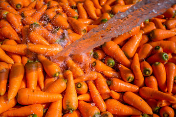 Un-washed and dirty carrot washing on throw pipe water. Food background. Near Savar District at Dhaka, Bangladesh.