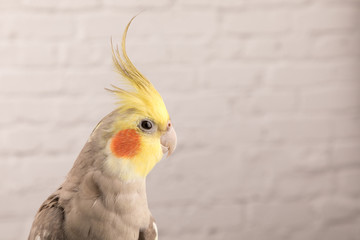 Cockatiel isolated on white bricks background, best parrot pictures. copy space