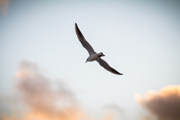 seagull in flight
