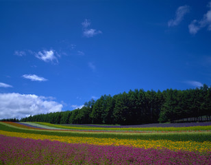 Fototapeta na wymiar flowers sea Hokkaido Japan