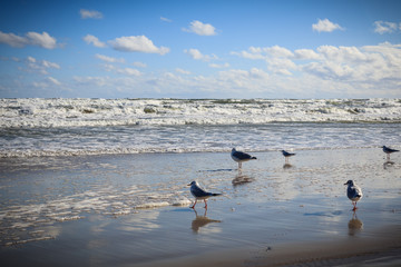 seagulls on the beach