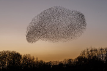 The Murmurations of Starlings in evening light