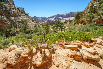 Naklejka premium hiking the observation point trail in zion national park, usa