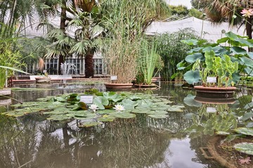 Pond with water lilies in the botanical garden of Valencia