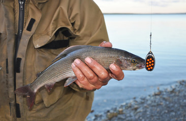 Grayling fish in the hands of a fisherman