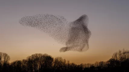 Foto op Plexiglas The Murmurations of Starlings in evening light © Menno Schaefer
