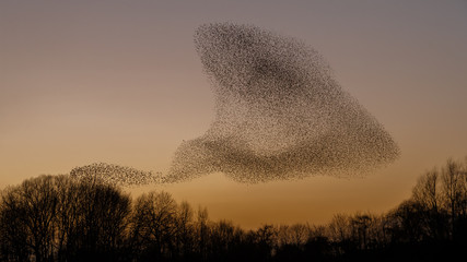 The Murmurations of Starlings in evening light - obrazy, fototapety, plakaty