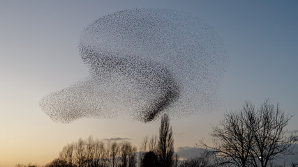 The Murmurations of Starlings in evening light