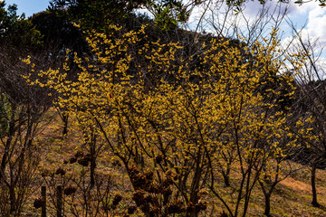 農業公園のロウバイ