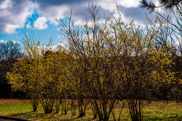 農業公園のロウバイ