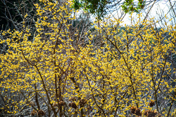農業公園のロウバイ