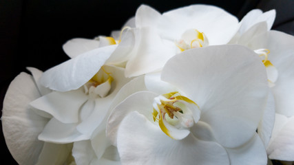 Naklejka na ściany i meble Beautiful large white Orchid flowers in a bouquet. Wedding bouquet for a wedding, anniversary, holiday, Valentine's Day. Delicate large petals. Selective focus, close-up shot