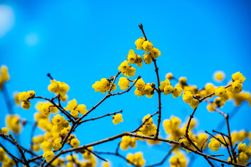 農業公園のロウバイ