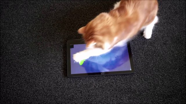 Cute cat playing computer fish game on touch screen tablet computer.