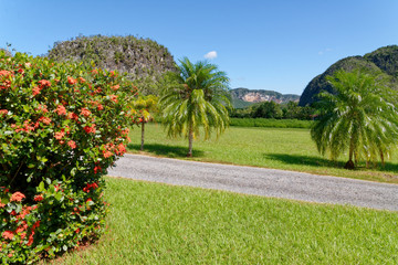 Obraz premium Hills landscape panorama in Vinales - Cuba
