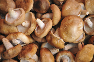 mushroom
