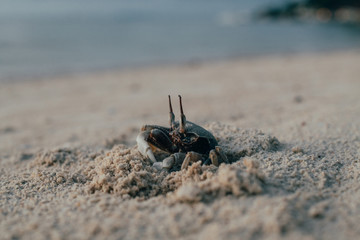 Crab on the beach in the sand. Beach landscape at sunset.