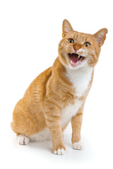 gatto rosso su fondo bianco