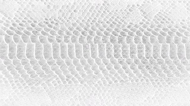 Skin snake background White snake skin texture Close-up 