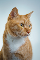 gatto rosso su fondo bianco