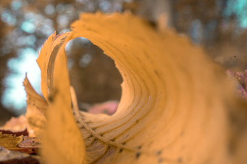 Herbst Blatt closeup